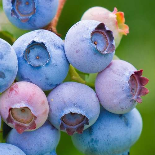 키성장 영양제, HT042와 CBP, 어떤 선택이 정답일까요?