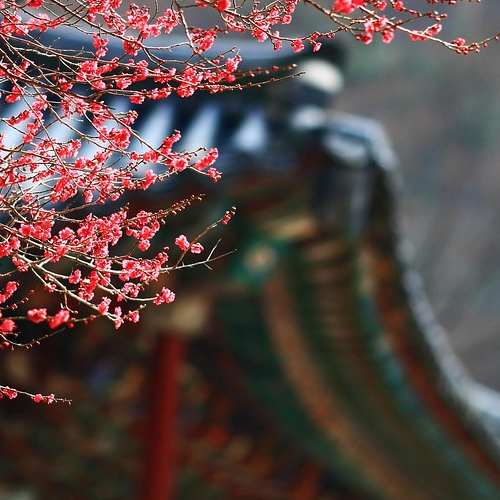 2022 고양가을꽃축제, 일산 호수공원에서 만나는 환상적인 가을의 정취 2022 고양가을꽃축제, 일산 호수공원에서 만나는 환상적인 가을의 정취