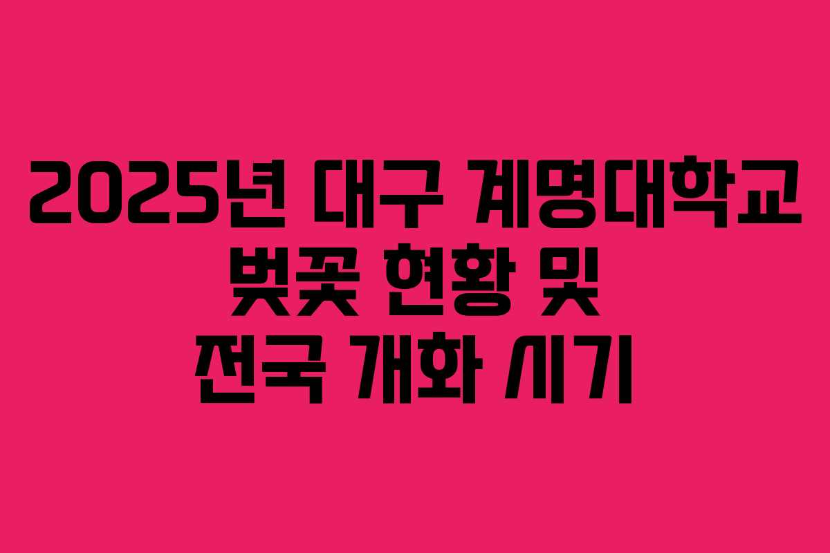 2025년 대구 계명대학교 벚꽃 현황 및 전국 개화 시기