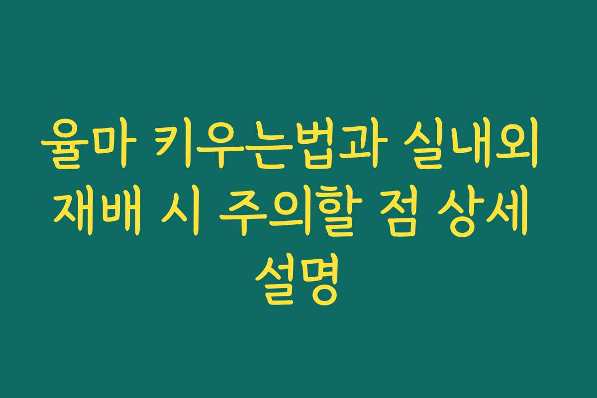 율마 키우는법과 실내외 재배 시 주의할 점 상세 설명