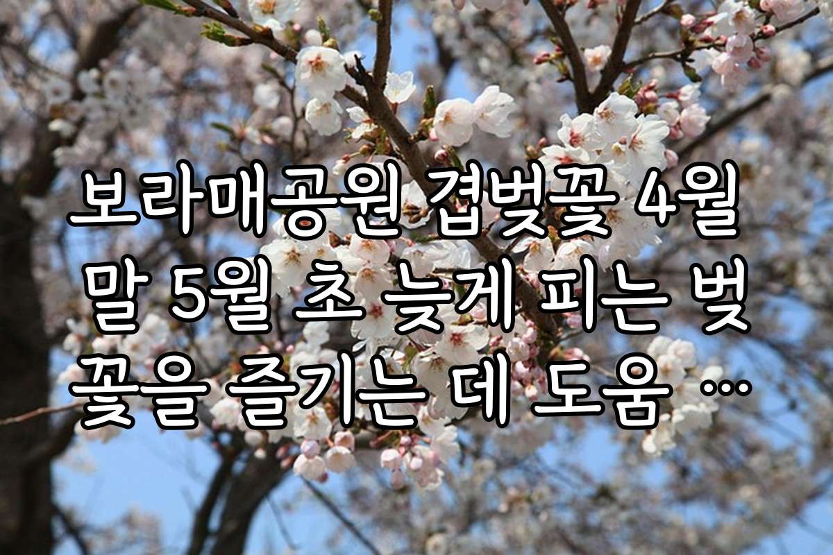 보라매공원 겹벚꽃 4월 말 5월 초 늦게 피는 벚꽃을 즐기는 데 도움 되는 트렌드와 2026년 벚꽃 전망을 알려드립니다