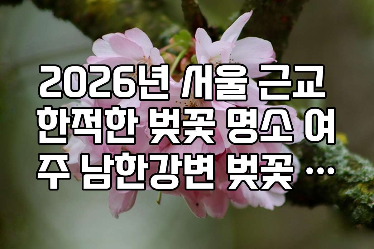 2026년 서울 근교 한적한 벚꽃 명소 여주 남한강변 벚꽃 드라이브