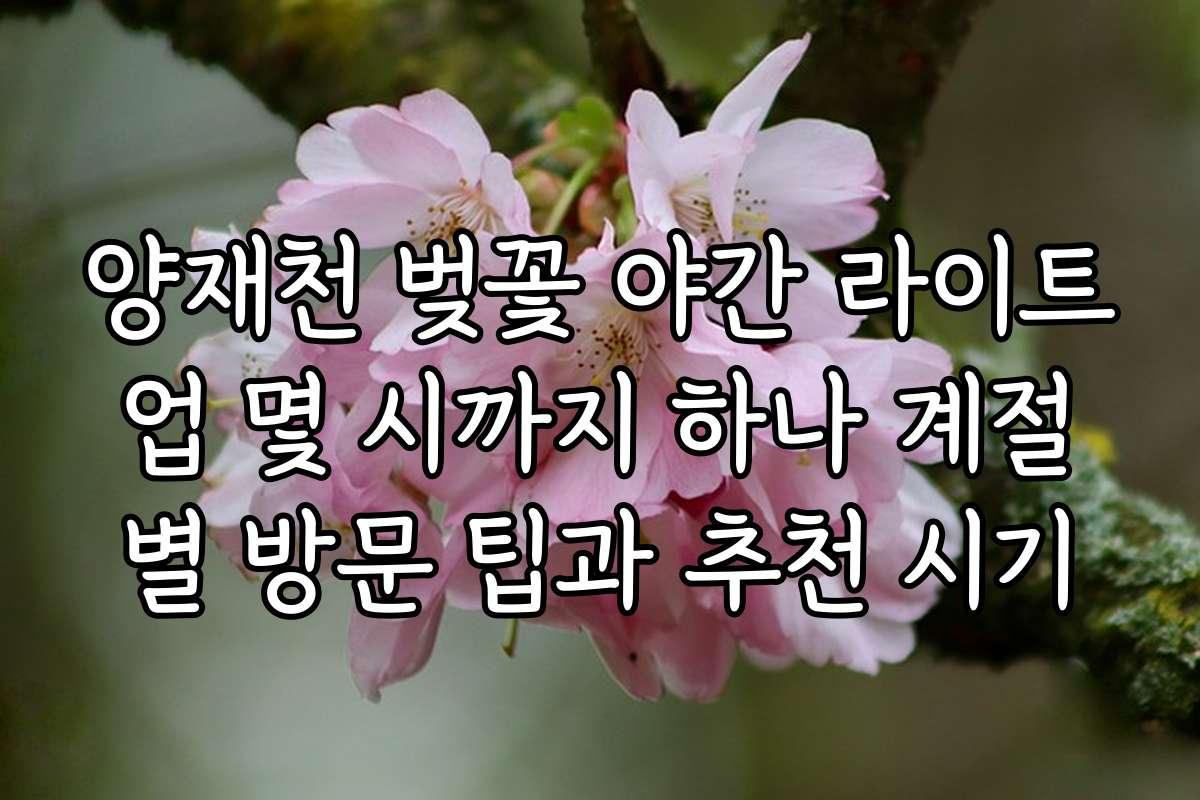 양재천 벚꽃 야간 라이트업 몇 시까지 하나 계절별 방문 팁과 추천 시기