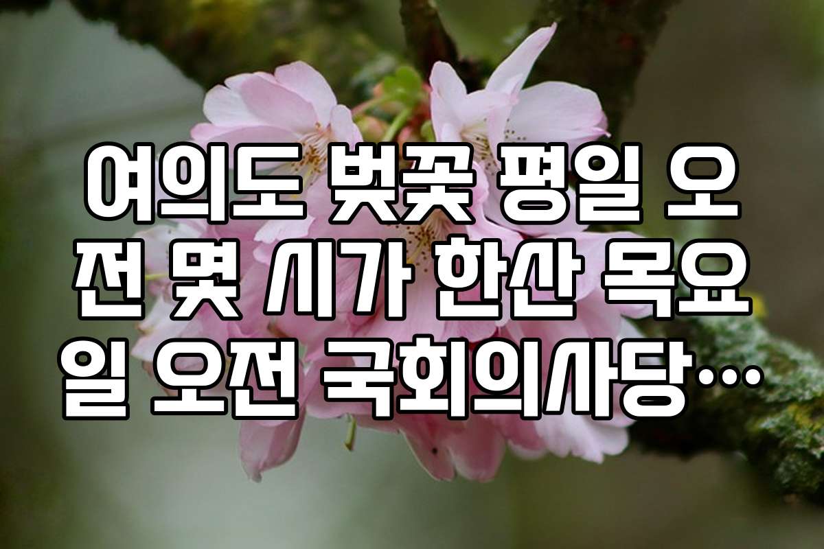 여의도 벚꽃 평일 오전 몇 시가 한산 목요일 오전 국회의사당 뒷길